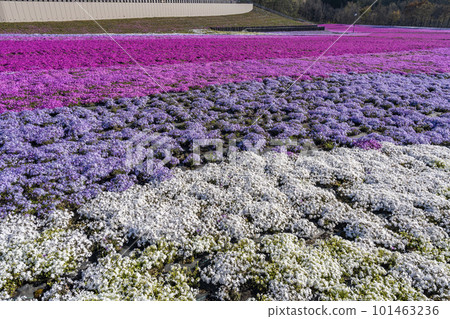 Shibazakura Park in Ichikai Town in the early morning Blue sky and Shibazakura in full bloom Ichikai Town, Tochigi Prefecture 101463236