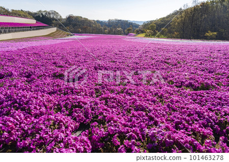 栃木縣市海町清晨的芝櫻公園 蔚藍的天空和盛開的芝櫻 栃木縣市海町清晨的芝櫻公園 蔚藍的天空和盛開的芝櫻 101463278