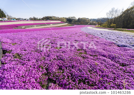 栃木縣市海町清晨的芝櫻公園 蔚藍的天空和盛開的芝櫻 栃木縣市海町清晨的芝櫻公園 蔚藍的天空和盛開的芝櫻 101463286