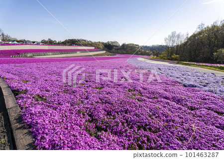 栃木縣市海町清晨的芝櫻公園 蔚藍的天空和盛開的芝櫻 栃木縣市海町清晨的芝櫻公園 蔚藍的天空和盛開的芝櫻 101463287