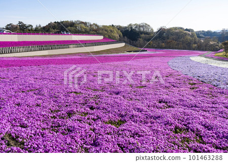 栃木縣市海町清晨的芝櫻公園 蔚藍的天空和盛開的芝櫻 栃木縣市海町清晨的芝櫻公園 蔚藍的天空和盛開的芝櫻 101463288