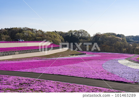 栃木縣市海町清晨的芝櫻公園 蔚藍的天空和盛開的芝櫻 栃木縣市海町清晨的芝櫻公園 蔚藍的天空和盛開的芝櫻 101463289