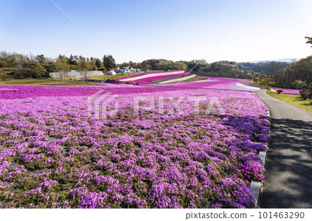 栃木縣市海町清晨的芝櫻公園 蔚藍的天空和盛開的芝櫻 栃木縣市海町清晨的芝櫻公園 蔚藍的天空和盛開的芝櫻 101463290