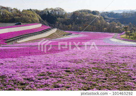 Shibazakura Park in Ichikai Town in the early morning Blue sky and Shibazakura in full bloom Ichikai Town, Tochigi Prefecture Shibazakura Park in Ichikai Town in the early morning Blue sky and Shibazakura in full bloom Ichikai Town, Tochigi Prefecture 101463292
