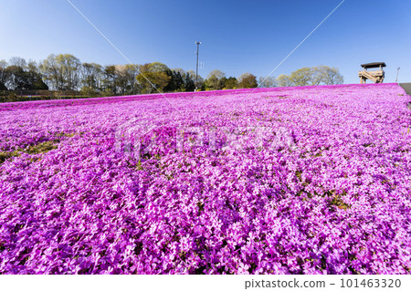 栃木縣市海町清晨的芝櫻公園 蔚藍的天空和盛開的芝櫻 101463320