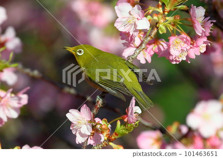 Ida, Numazu City, Shizuoka Prefecture Early-blooming Kawazu cherry blossoms and white-eye bright pink 101463651