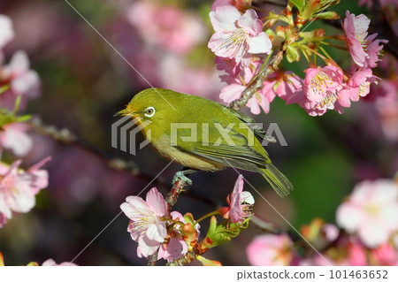 Ida, Numazu City, Shizuoka Prefecture Early-blooming Kawazu cherry blossoms and white-eye bright pink 101463652