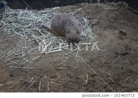 草原土撥鼠睡在草地上 101463713