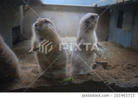 兩隻草原土撥鼠 兩隻草原土撥鼠 101463715