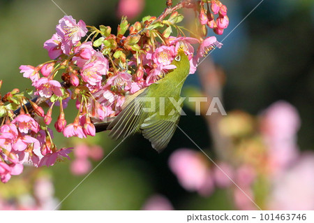 In Ida, Numazu City, Shizuoka Prefecture, the white-eye flutters as it perches on the bright pink early-blooming Kawazu cherry blossoms 101463746