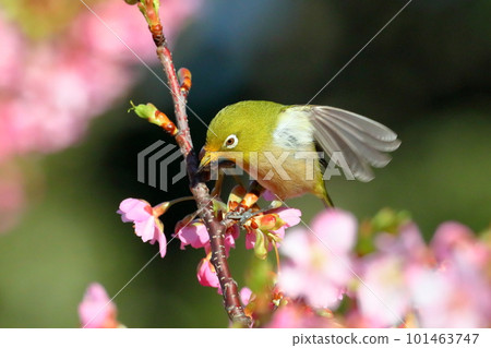 In Ida, Numazu City, Shizuoka Prefecture, the white-eye flutters as it perches on the bright pink early-blooming Kawazu cherry blossoms 101463747