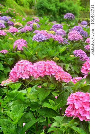 Hydrangea blooming in the rain at Mimurotoji Temple in Kyoto 101463751