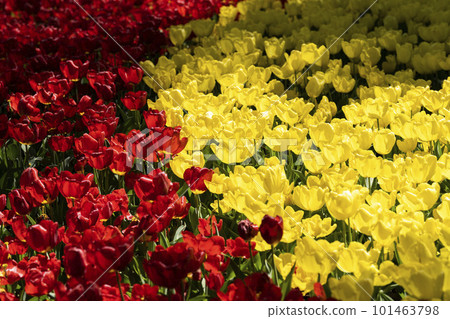 Hitachi Seaside Park in spring: tulips in full bloom, Hitachinaka City, Ibaraki Prefecture 101463798