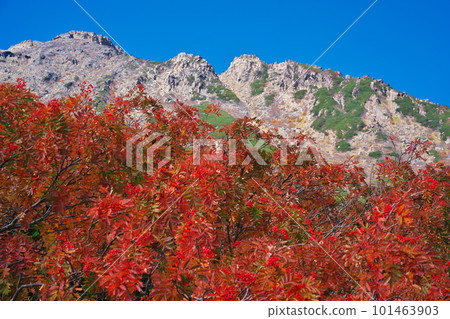 透過秋色的花楸樹眺望禦嶽山 101463903