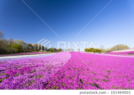 栃木縣市海町清晨的芝櫻公園 蔚藍的天空和盛開的芝櫻 栃木縣市海町清晨的芝櫻公園 蔚藍的天空和盛開的芝櫻 101464001