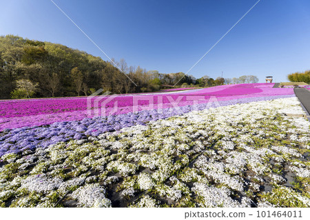 栃木縣市海町清晨的芝櫻公園 蔚藍的天空和盛開的芝櫻 栃木縣市海町清晨的芝櫻公園 蔚藍的天空和盛開的芝櫻 101464011