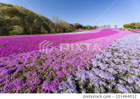 栃木縣市海町清晨的芝櫻公園 蔚藍的天空和盛開的芝櫻 栃木縣市海町清晨的芝櫻公園 蔚藍的天空和盛開的芝櫻 101464012