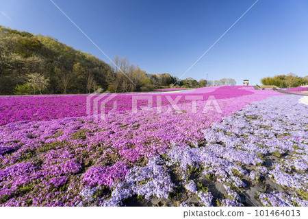 栃木縣市海町清晨的芝櫻公園 蔚藍的天空和盛開的芝櫻 栃木縣市海町清晨的芝櫻公園 蔚藍的天空和盛開的芝櫻 101464013