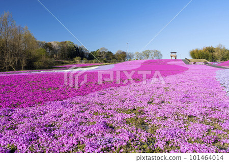 栃木縣市海町清晨的芝櫻公園 蔚藍的天空和盛開的芝櫻 栃木縣市海町清晨的芝櫻公園 蔚藍的天空和盛開的芝櫻 101464014