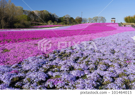 栃木縣市海町清晨的芝櫻公園 蔚藍的天空和盛開的芝櫻 栃木縣市海町清晨的芝櫻公園 蔚藍的天空和盛開的芝櫻 101464015