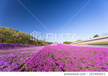 栃木縣市海町清晨的芝櫻公園 蔚藍的天空和盛開的芝櫻 栃木縣市海町清晨的芝櫻公園 蔚藍的天空和盛開的芝櫻 101464021