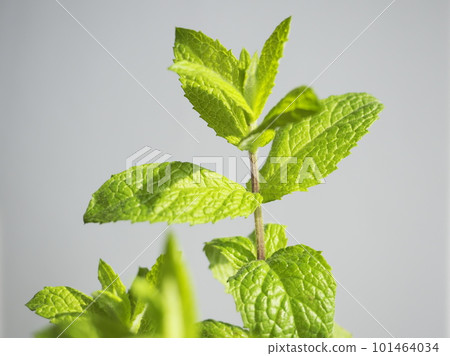 新鮮薄荷 新鮮薄荷 101464034