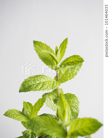 新鮮薄荷 新鮮薄荷 101464035
