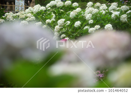 Hydrangea blooming in the rain at Mimurotoji Temple in Kyoto 101464052