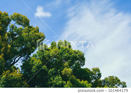 Fresh greenery shining against the blue sky 101464179