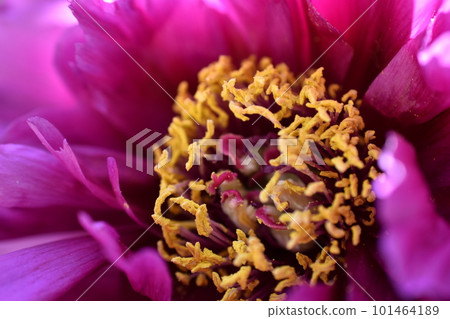 Ranunculus stamens Ranunculus stamens 101464189