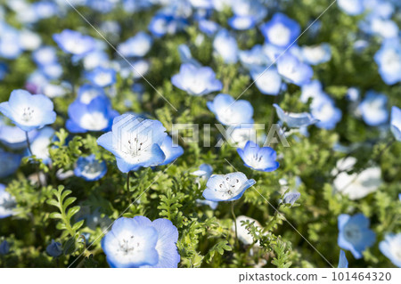 茨城縣常陸那珂市春天的常陸海濱公園 101464320