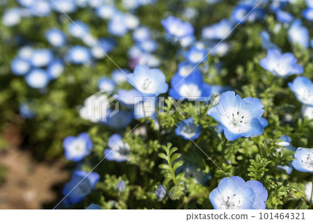 茨城縣常陸那珂市春天的常陸海濱公園 101464321