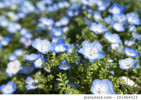 茨城縣常陸那珂市春天的常陸海濱公園 101464323