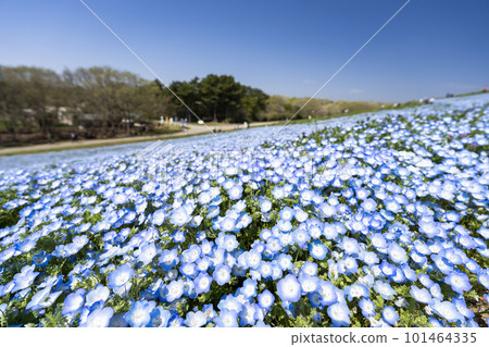 茨城縣常陸那珂市春天的常陸海濱公園 101464335