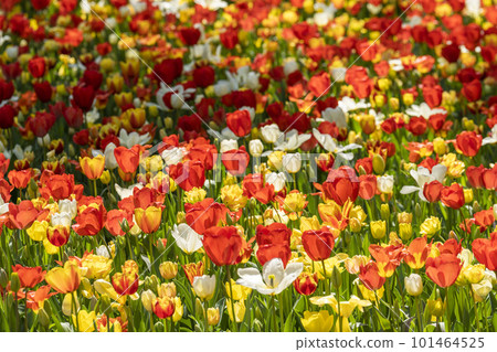 Hitachi Seaside Park in spring: tulips in full bloom, Hitachinaka City, Ibaraki Prefecture Hitachi Seaside Park in spring: tulips in full bloom, Hitachinaka City, Ibaraki Prefecture 101464525