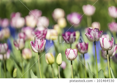 春天的常陸海濱公園：鬱金香盛開，茨城縣常陸那珂市 101464530
