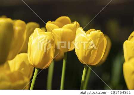 Hitachi Seaside Park in spring: tulips in full bloom, Hitachinaka City, Ibaraki Prefecture Hitachi Seaside Park in spring: tulips in full bloom, Hitachinaka City, Ibaraki Prefecture 101464531