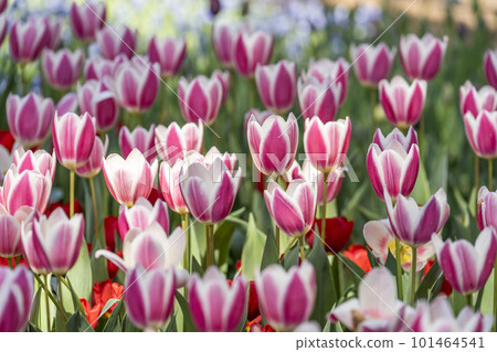Hitachi Seaside Park in spring: tulips in full bloom, Hitachinaka City, Ibaraki Prefecture 101464541