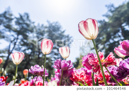 Hitachi Seaside Park in spring: tulips in full bloom, Hitachinaka City, Ibaraki Prefecture Hitachi Seaside Park in spring: tulips in full bloom, Hitachinaka City, Ibaraki Prefecture 101464546