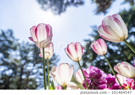 Hitachi Seaside Park in spring: tulips in full bloom, Hitachinaka City, Ibaraki Prefecture Hitachi Seaside Park in spring: tulips in full bloom, Hitachinaka City, Ibaraki Prefecture 101464547