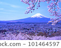 Mount Fuji and cherry blossoms (Arakurayama Sengen Park) 101464597