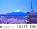 Mount Fuji and cherry blossoms (Arakurayama Sengen Park) 101464600