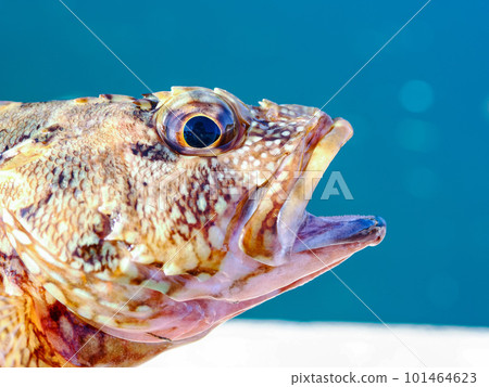 似乎在說些什麼的蝎子魚 似乎在說些什麼的蝎子魚 101464623