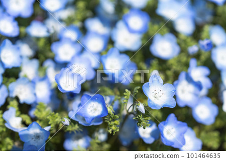 茨城縣常陸那珂市春天的常陸海濱公園 101464635