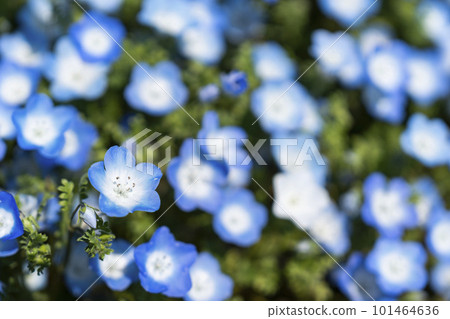 茨城縣常陸那珂市春天的常陸海濱公園 101464636