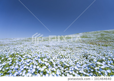 Hitachi Seaside Park in spring, nemophila in full bloom, Hitachinaka City, Ibaraki Prefecture Hitachi Seaside Park in spring, nemophila in full bloom, Hitachinaka City, Ibaraki Prefecture 101464640