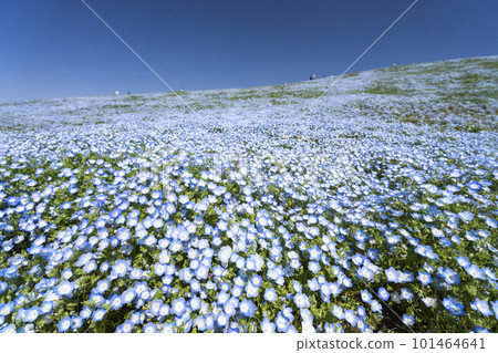 Hitachi Seaside Park in spring, nemophila in full bloom, Hitachinaka City, Ibaraki Prefecture Hitachi Seaside Park in spring, nemophila in full bloom, Hitachinaka City, Ibaraki Prefecture 101464641