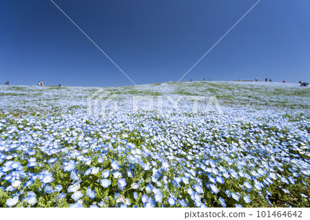 Hitachi Seaside Park in spring, nemophila in full bloom, Hitachinaka City, Ibaraki Prefecture Hitachi Seaside Park in spring, nemophila in full bloom, Hitachinaka City, Ibaraki Prefecture 101464642