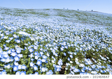 Hitachi Seaside Park in spring, nemophila in full bloom, Hitachinaka City, Ibaraki Prefecture Hitachi Seaside Park in spring, nemophila in full bloom, Hitachinaka City, Ibaraki Prefecture 101464647