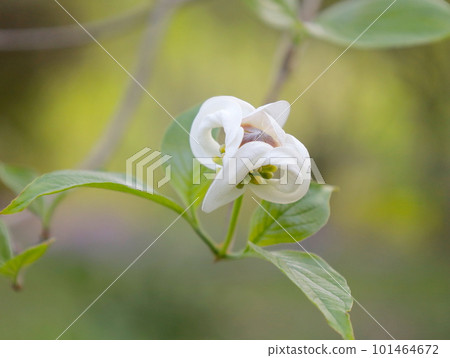 Close-up of dogwood involucre and buds blooming in spring Close-up of dogwood involucre and buds blooming in spring 101464672